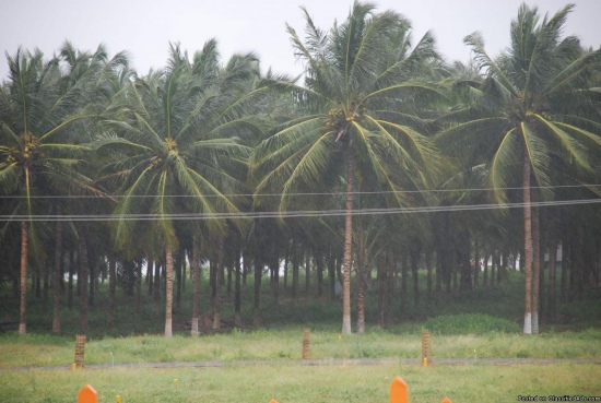 Agricultural Land with Coconut Farm is Sale in Pollachi